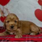 Osha-female-English-Cocker-Spaniel-puppy-for-sale-3