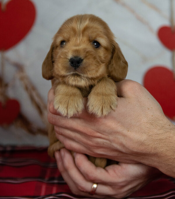Osha English Cocker Spaniel Osha English Cocker Spaniel