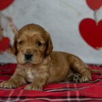 Oyra-female-English-Cocker-Spaniel-puppy-for-sale-1