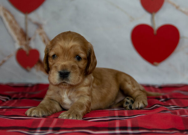Oyra English Cocker Spaniel Oyra English Cocker Spaniel