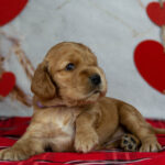 Oyra-female-English-Cocker-Spaniel-puppy-for-sale-2