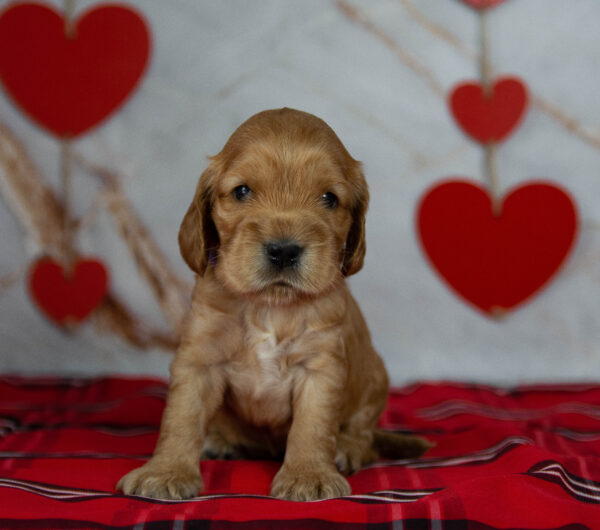 Oyra English Cocker Spaniel Oyra English Cocker Spaniel