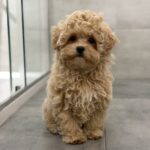 Pablo-male-maltipoo-puppy-for-sale-1 (1)