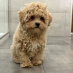 Pablo-male-maltipoo-puppy-for-sale-1 (2)