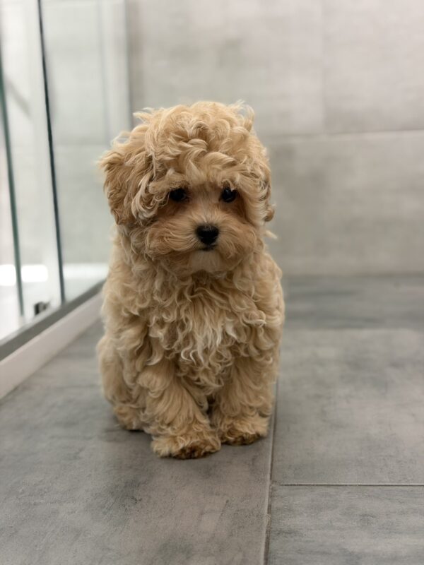 Pablo Maltipoo Pablo Maltipoo