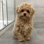 Pablo-male-maltipoo-puppy-for-sale-1 (4)