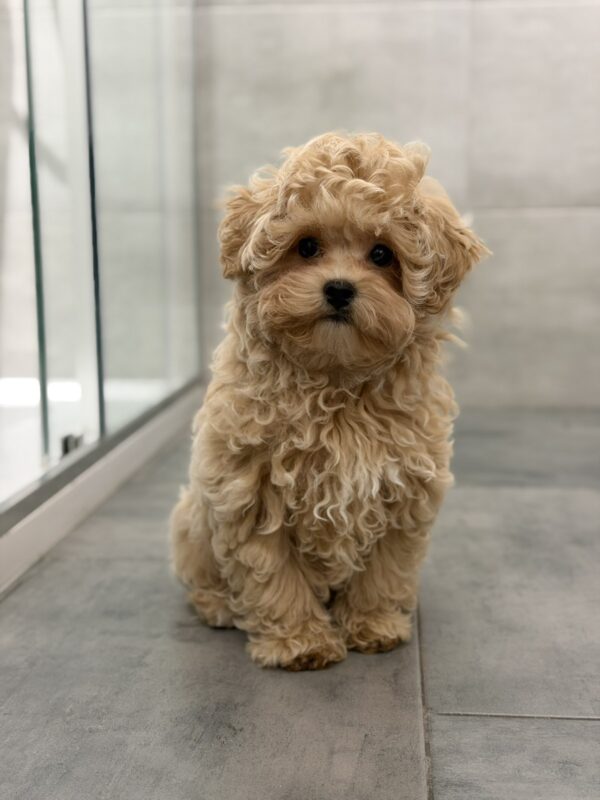 Pablo Maltipoo Pablo Maltipoo