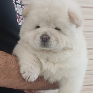Persia Chow-Chow Persia Chow-Chow