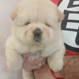 Persia Chow-Chow Persia Chow-Chow