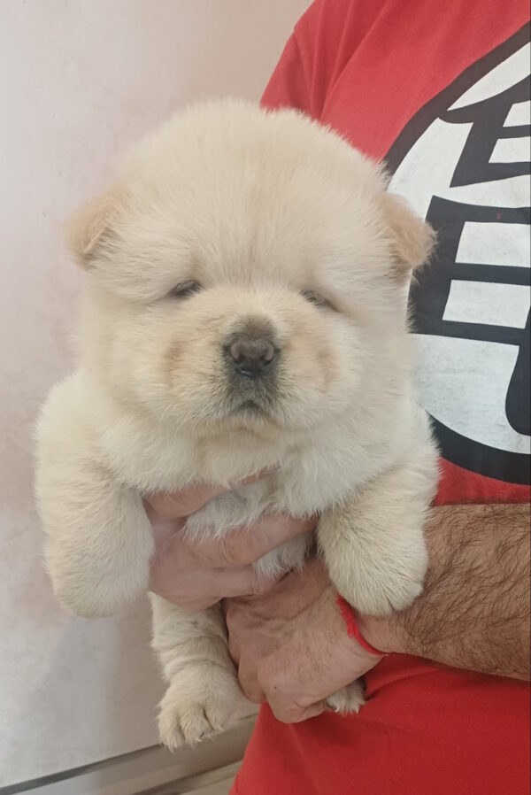 Persia Chow-Chow Persia Chow-Chow