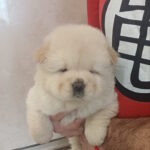 Persia-female-chow-chow-puppy-for-sale-1 (2)