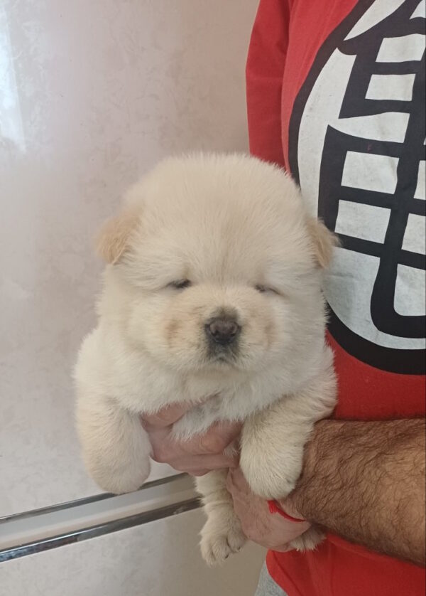 Persia Chow-Chow Persia Chow-Chow