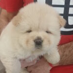 Persia-female-chow-chow-puppy-for-sale-1 (3)