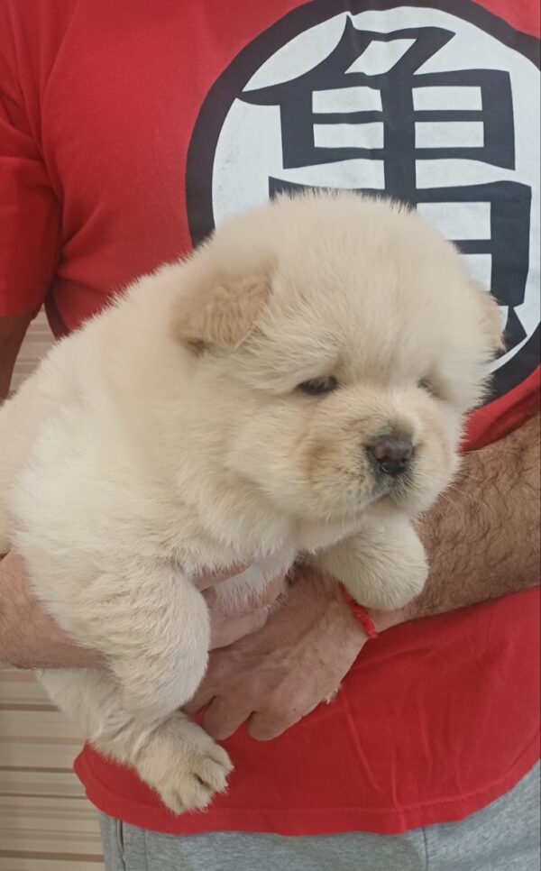 Persia Chow-Chow Persia Chow-Chow