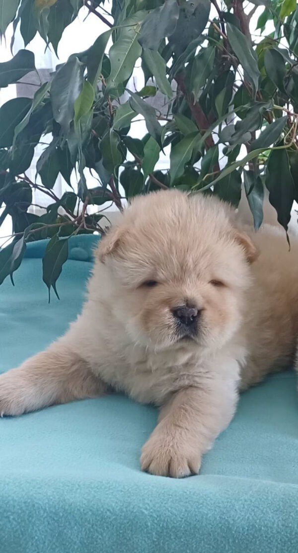 Persia Chow-Chow Persia Chow-Chow