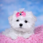 Philomena-female-maltese-puppy-for-sale-1 (1)