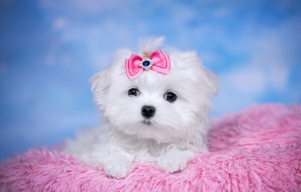 Philomena Maltese Philomena Maltese