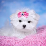 Philomena-female-maltese-puppy-for-sale-1 (2)