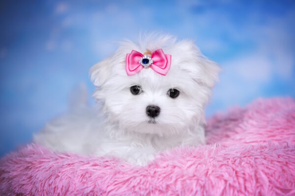 Philomena Maltese Philomena Maltese