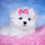 Philomena-female-maltese-puppy-for-sale-1 (3)