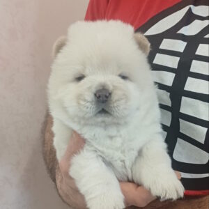 Pixie Chow-Chow Pixie Chow-Chow