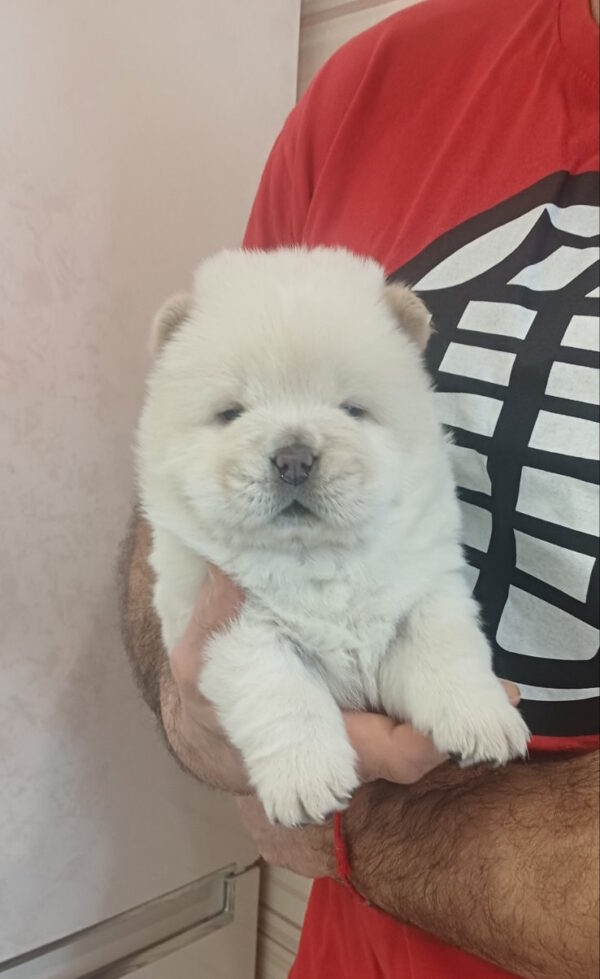 Pixie Chow-Chow Pixie Chow-Chow