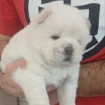 Pixie-female-chow-chow-puppy-for-sale-1 (4)