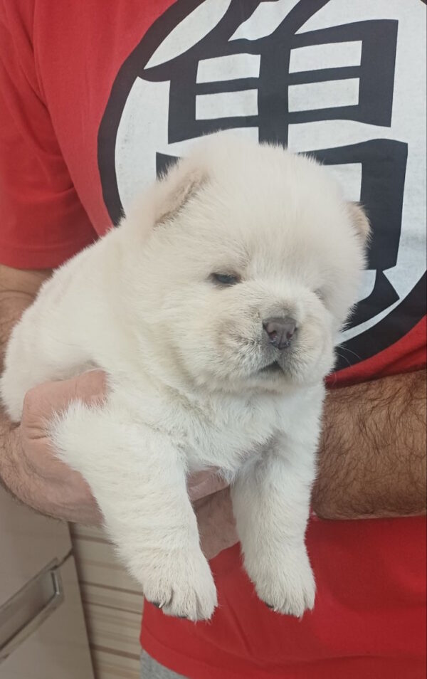 Pixie Chow-Chow Pixie Chow-Chow