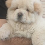 Plush-male-Chow-Chow-puppy-for-sale-1 (1)