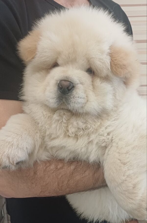 Plush Chow-Chow Plush Chow-Chow