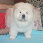 Plush-male-Chow-Chow-puppy-for-sale-1 (2)