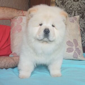 Plush Chow-Chow Plush Chow-Chow