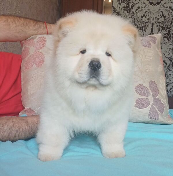Plush Chow-Chow Plush Chow-Chow