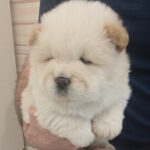 Plush-male-chow-chow-puppy-for-sale-1 (1)