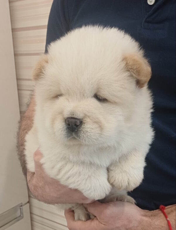 Plush Chow-Chow Plush Chow-Chow