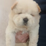 Plush-male-chow-chow-puppy-for-sale-1 (2)