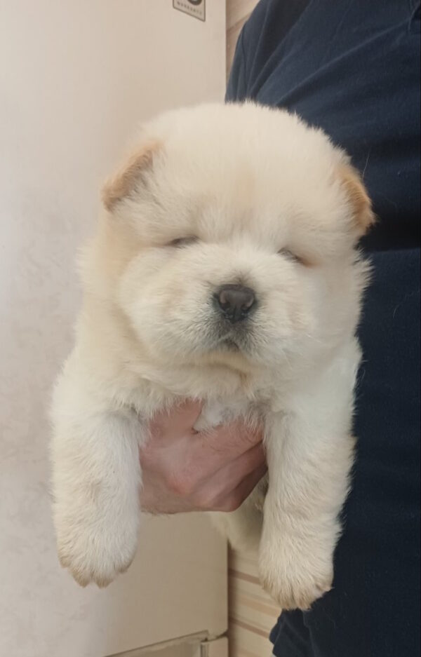 Plush Chow-Chow Plush Chow-Chow