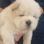 Plush-male-chow-chow-puppy-for-sale-1 (3)