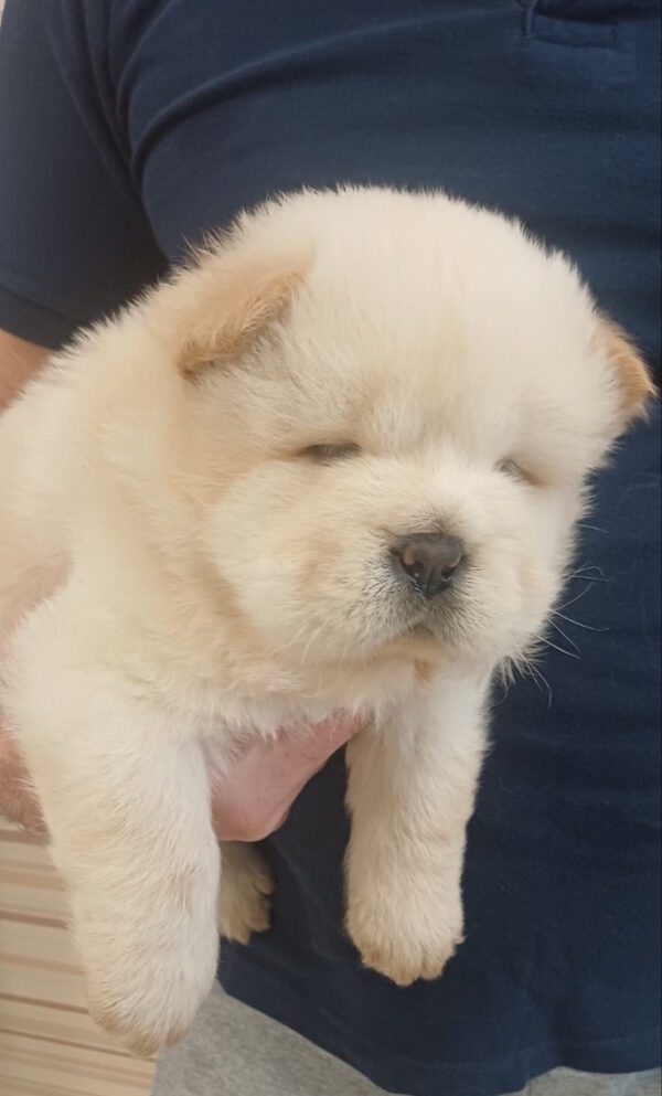 Plush Chow-Chow Plush Chow-Chow