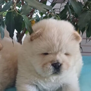 Plush Chow-Chow Plush Chow-Chow