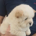 Plush-male-chow-chow-puppy-for-sale-1 (4)