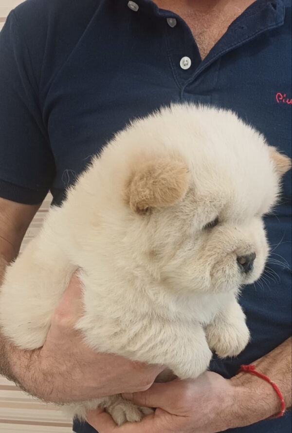 Plush Chow-Chow Plush Chow-Chow