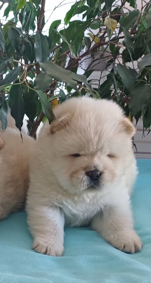 Plush Chow-Chow Plush Chow-Chow