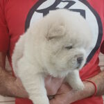 Plyushka-female-chow-chow-puppy-for-sale-1 (1)