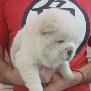 Plyushka Chow-Chow Plyushka Chow-Chow