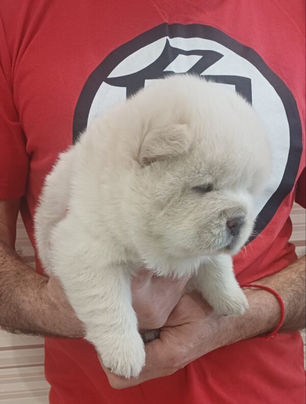 Plyushka Chow-Chow Plyushka Chow-Chow