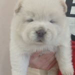Plyushka-female-chow-chow-puppy-for-sale-1 (2)