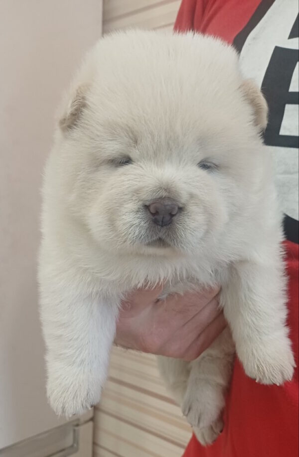 Plyushka Chow-Chow Plyushka Chow-Chow