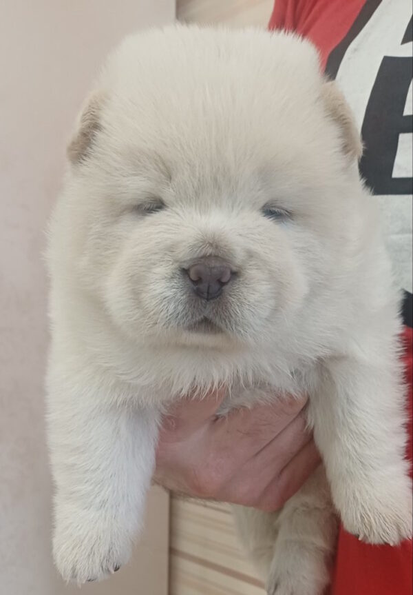 Plyushka Chow-Chow Plyushka Chow-Chow