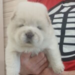 Plyushka-female-chow-chow-puppy-for-sale-1 (4)